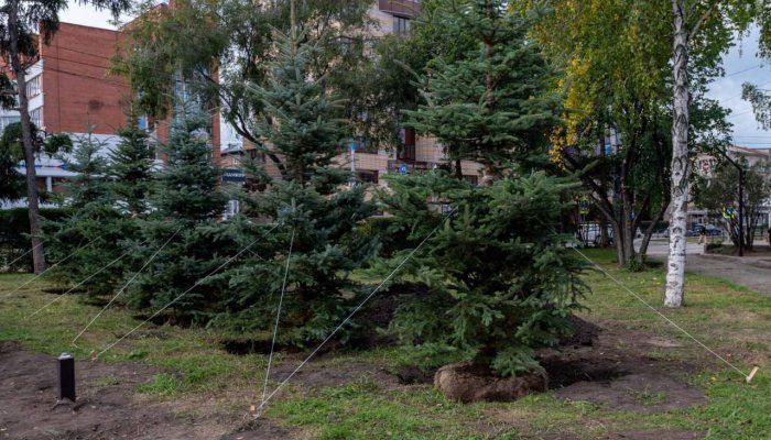 14 крупномерных елей высадили на площади Декабристов в Иркутске