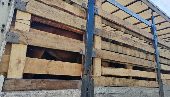 В Тайшетском районе незаконно перевозился табун лошадей