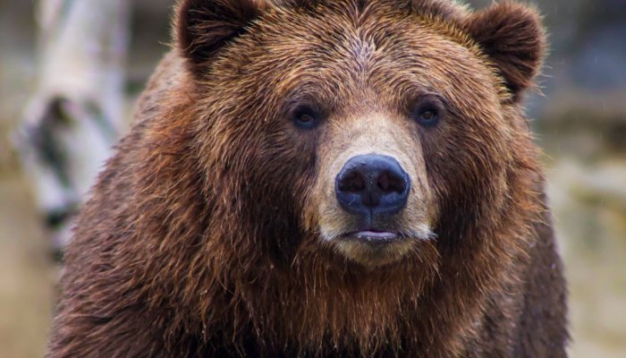 В Братском районе медведи дважды за сутки выходили к людям