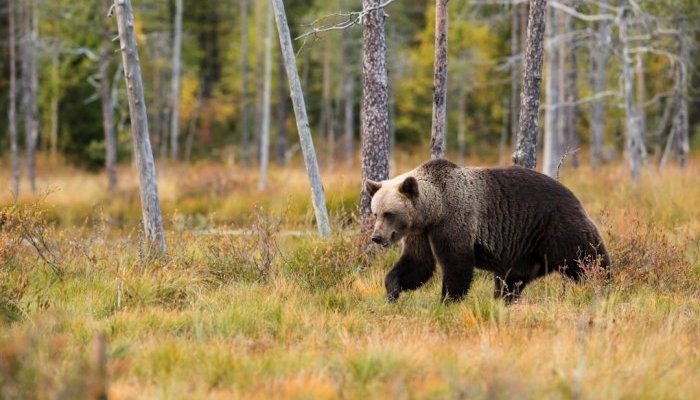 Медведи продолжают выходить к людям на севере Приангарья