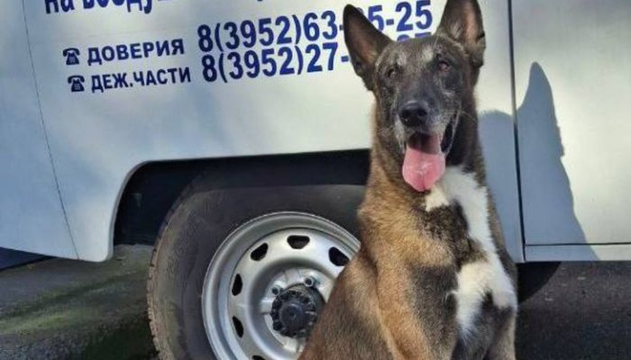 Пес Арбалет помог задержать пассажира с наркотиками в аэропорту Иркутска