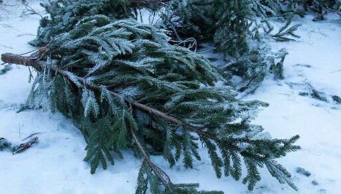 Жители Иркутской области решают вопросы уборки и вывоза мусора через Платформу обратной связи