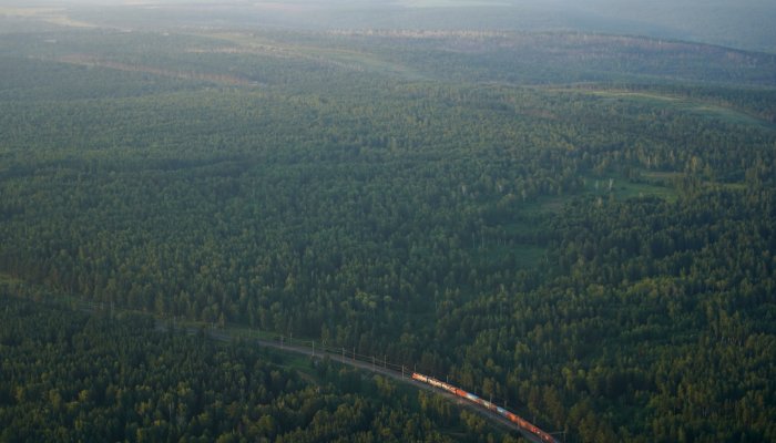 В Иркутской области утвердили план работ по лесному хозяйству на 2026 год
