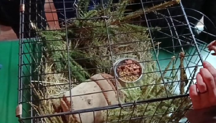 Ежи Иркутского зоосада предсказывают холодную весну