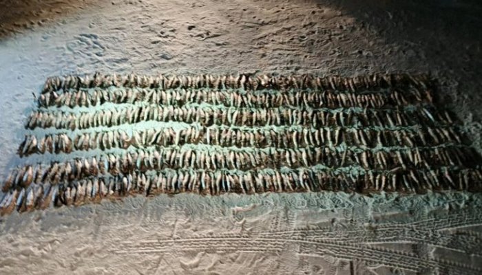 Двое мужчин незаконно выловили байкальского омуля на сумму более 3,5 миллионов рублей