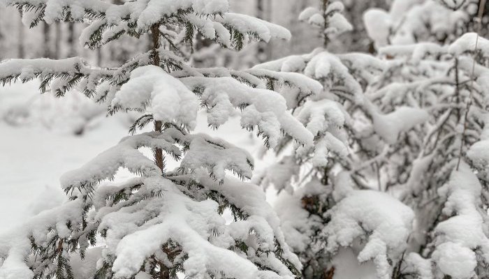 В Иркутске ожидается аномальный холод с 22 по 26 февраля