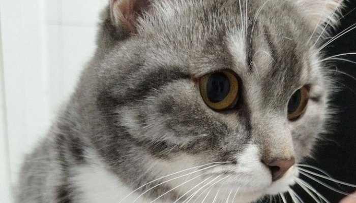 В Усолье-Сибирском кот выжил после стирки в машинке