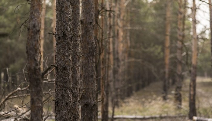 Иркутского бизнесмена осудили на 4,5 года за контрабанду леса на 45 млн рублей