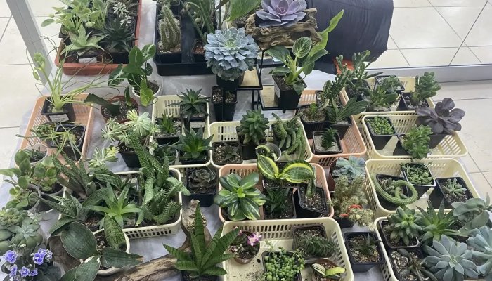В Иркутске открылась выставка комнатных растений