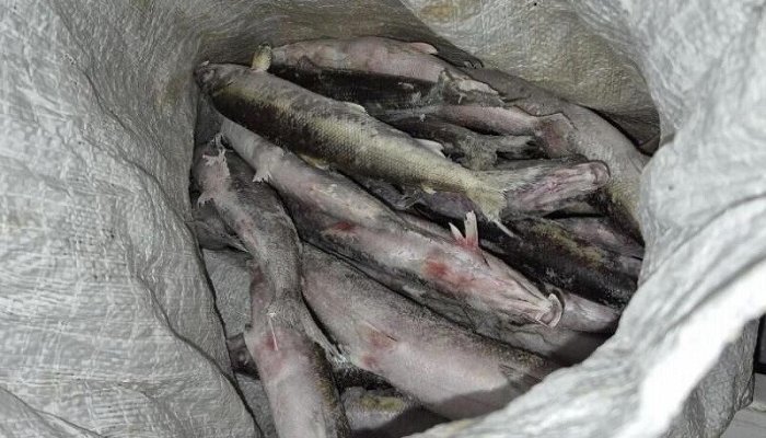 Крупную партию байкальского омуля изъяли у браконьеров в Бурятии