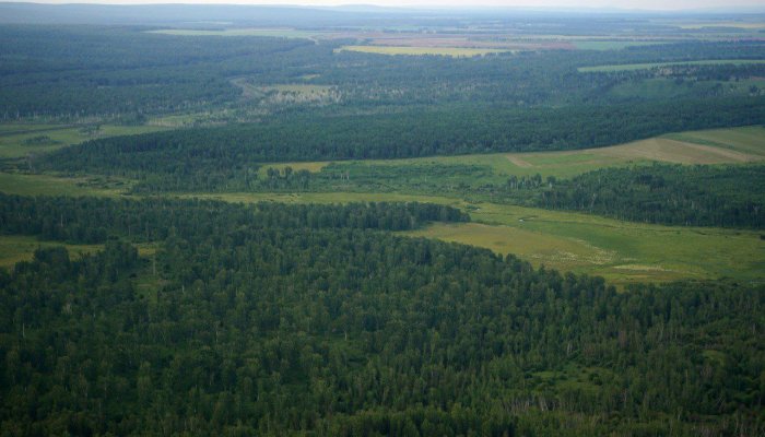 В Иркутской области восстановили 132 тысячи гектаров леса в 2025 году