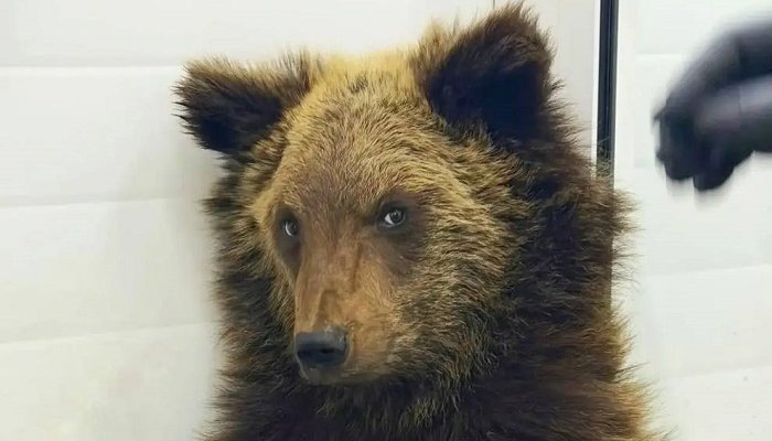 Истощенного медвежонка нашли у железной дороги в Прибайкалье