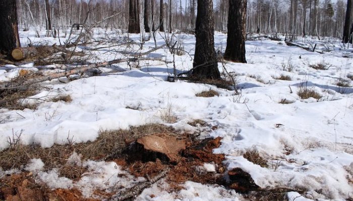 В Баяндаевском районе задержан мужчина за незаконную вырубку леса на 300 тысяч рублей