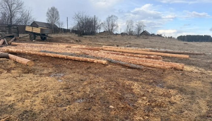 В Нижнеудинском районе задержан черный лесоруб
