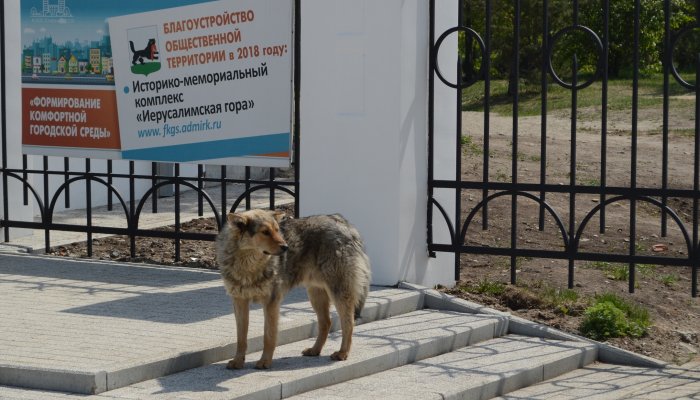 В Приангарье в первом чтении приняли закон об убийстве бездомных собак