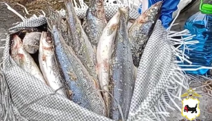 Ущерб от незаконного вылова байкальского омуля оценили в 10 миллионов рублей (Видео)
