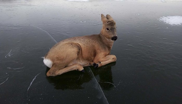 На Байкале спасли беременную косулю