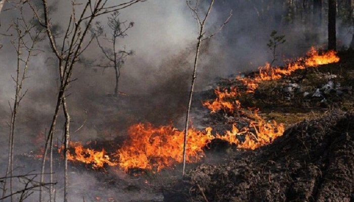 Лесной пожар охватил более 1,1 тыс. гектаров в Чернобыльской зоне