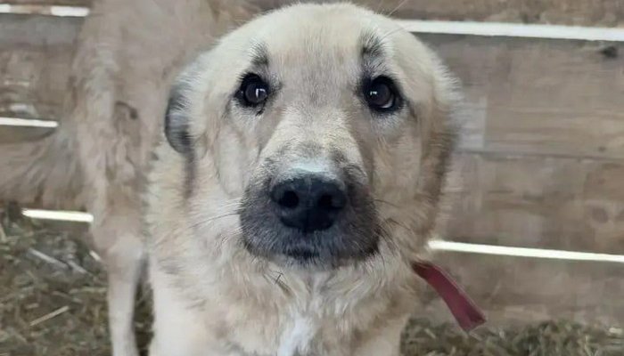 Житель Ангарска выстрелил в бездомную собаку
