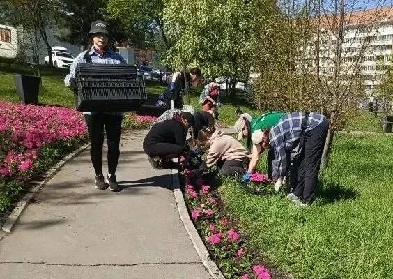 В Иркутске началась посадка цветов на городские клумбы