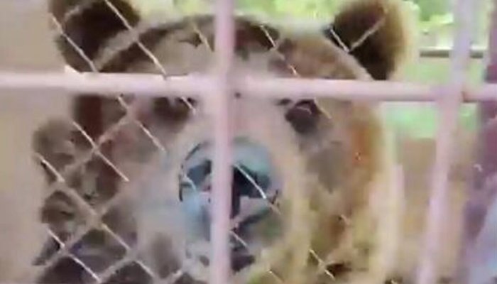 Полиция ищет медведицу в Приморье