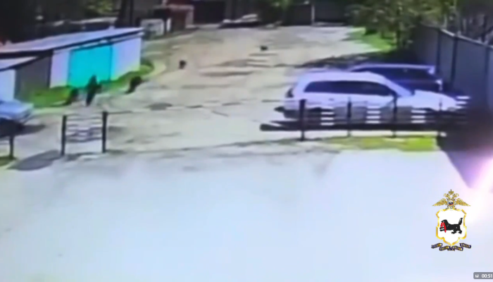 В Черемховском районе стая собак набросилась на ребенка (Видео)