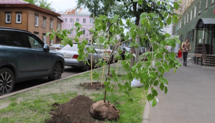 Серебристые тополя высаживают в центре Иркутска