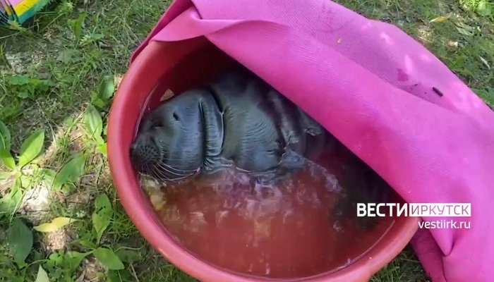Нерпёнка с леской на шее нашли на Якоби