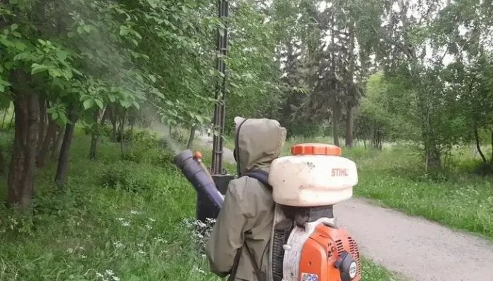 В Иркутске обработали от горностаевой моли 50 тысяч деревьев