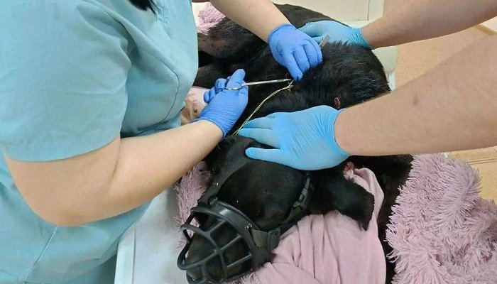 В Железногорске‑Илимском спасли собаку, которую жестоко избил хозяин