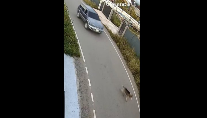 В Хомутово водитель специально сбил собаку и скрылся