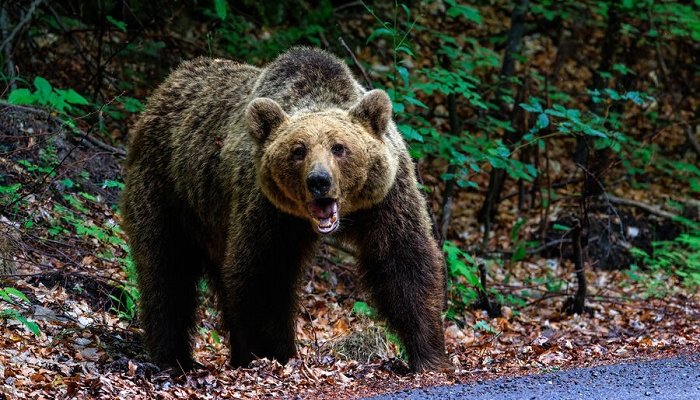 Медведь появился у жилых домов в поселке Коршуновский