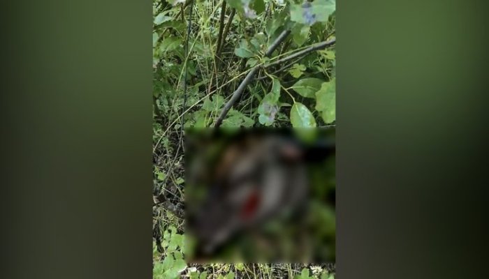 В Ольхонском районе задержаны браконьеры, убившие благородного оленя
