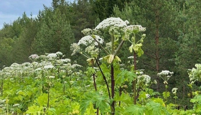 Собственникам земельных участков в Иркутске напомнили об ответственности за борщевик