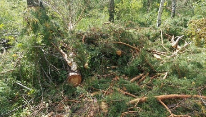 В Боханском районе за незаконную рубку леса возбуждено уголовное дело