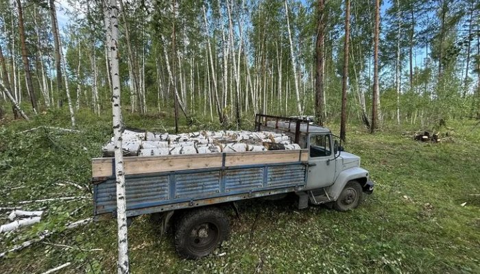 В Куйтунском районе пойман нарушитель, незаконно рубивший березы