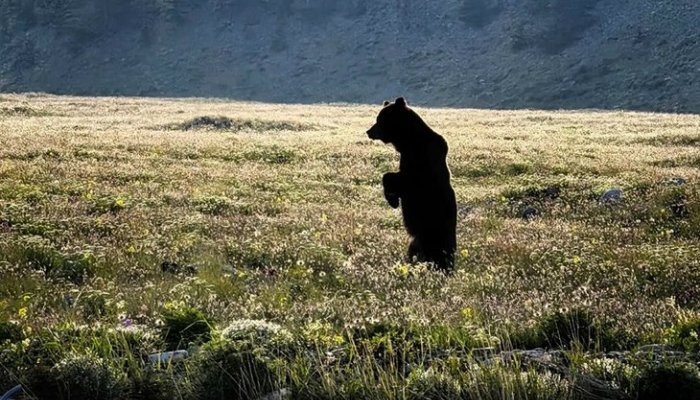   На КБЖД и Олхинском плато временно закрыты шесть туристических маршрутов из-за медведей