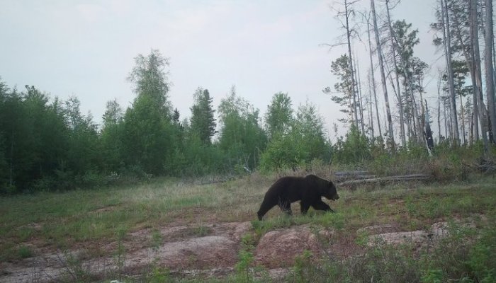 В Байкальске замечен медведь у микрорайона Гагарина