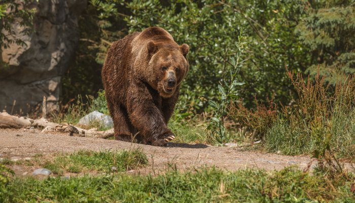 В Братске медведя заметили в месте отдыха местных жителей
