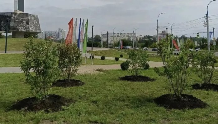 Озеленение провели на общественных пространствах Иркутска