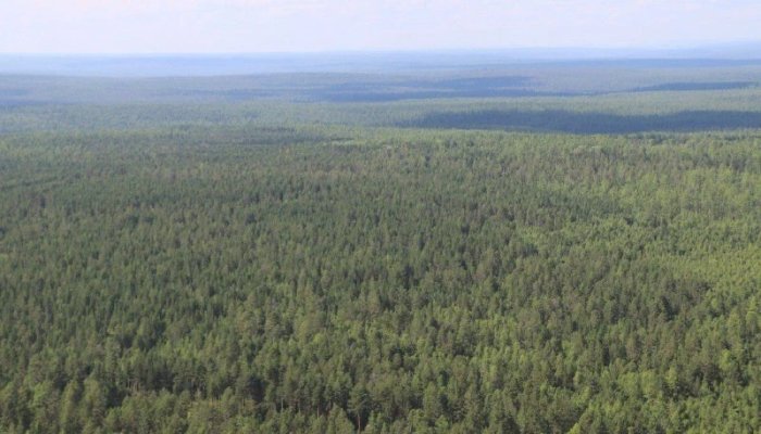 Два крупных лесных пожара потушили в Приангарье