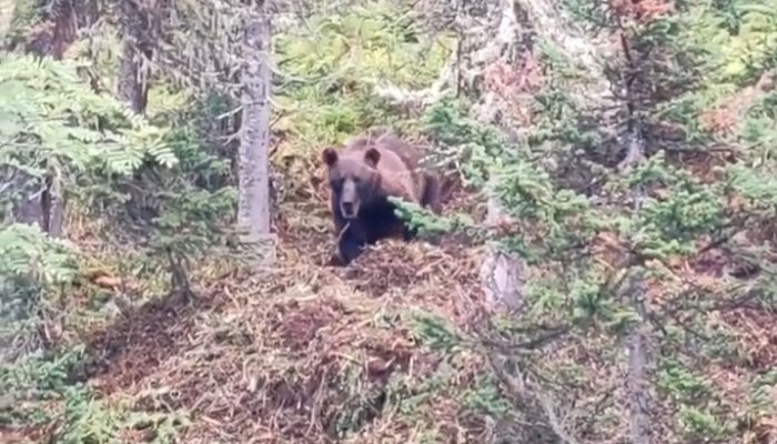 Медведь убил пенсионера в Киренском районе