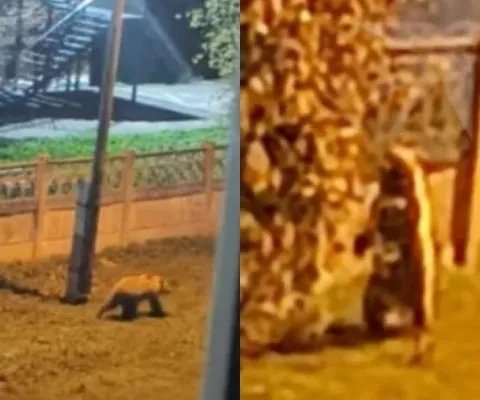 В Савватеевке под Ангарском в детсад залез медведь