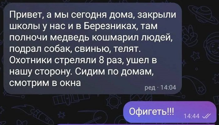 Медведь загрыз девять собак в Березняках