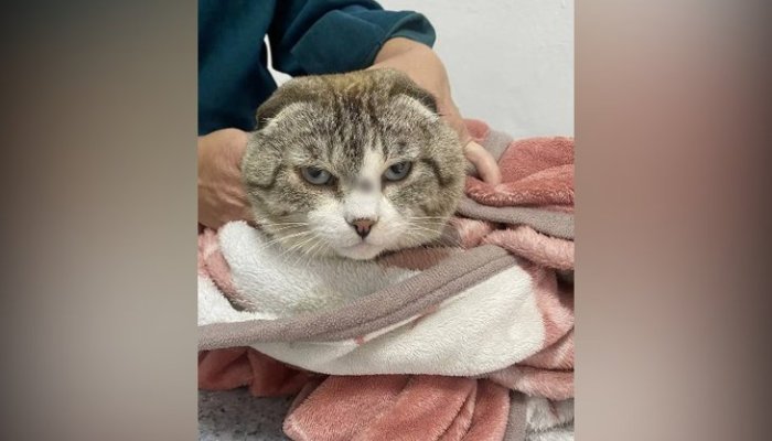 В Бохане с кота удалили пулю, застрявшую на переносице