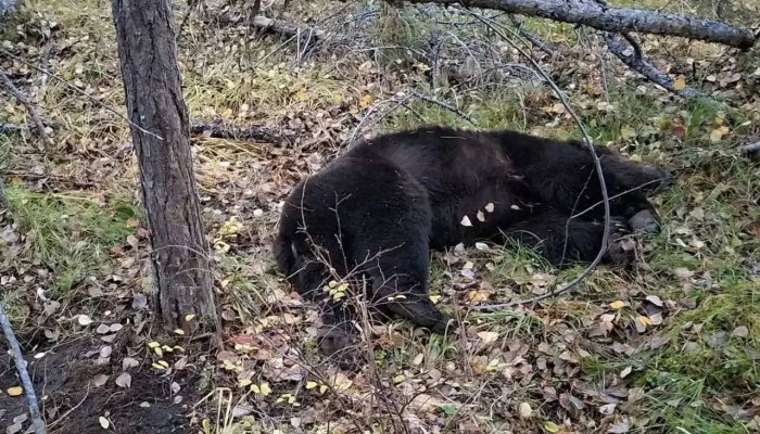 В Приангарье двое мужчин погибли после нападения медведей