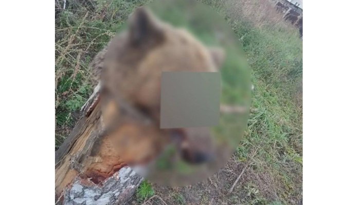 В одном из дворов Ангарска неизвестные оставили медвежью голову