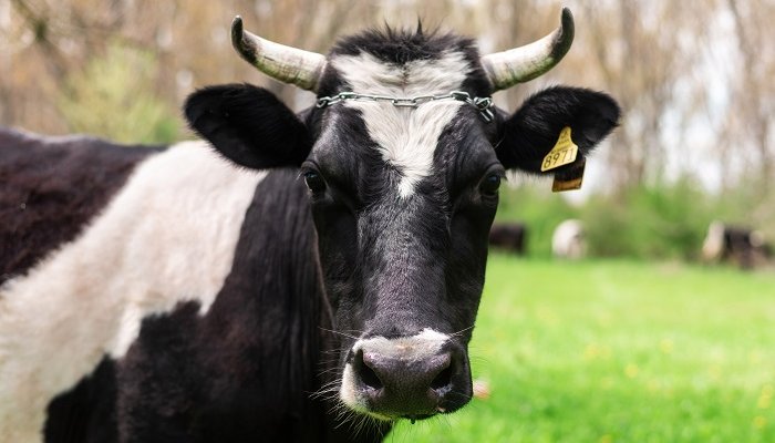 Ветслужба Приангарья не раскрывает, сколько животных уничтожено из-за узелкового дерматита
