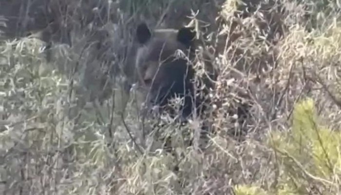 В Братске горожане преследовали медведя и снимали его на видео (Видео)
