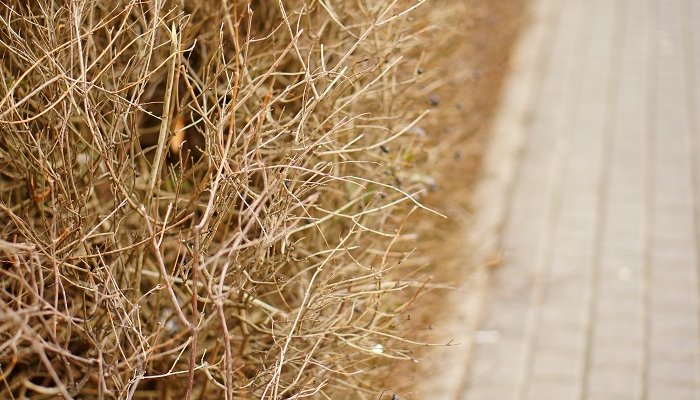 Иркутск начинает осенние отжиги сухой травы